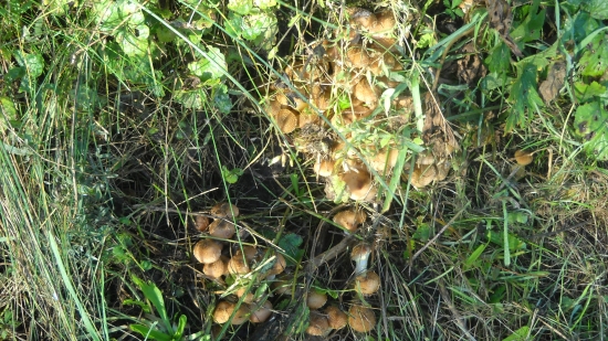 Podpňovka obyčajná