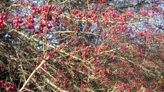 Hloh toho roku zarodil