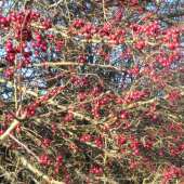 Hloh toho roku zarodil