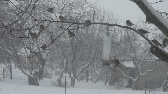 Poradovník na krmítku
