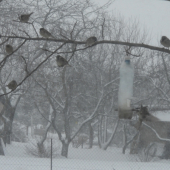 Poradovník na krmítku