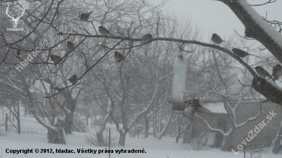 Poradovník na krmítku