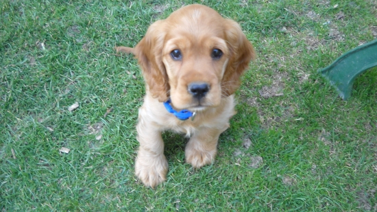 Agarko trojmesačný