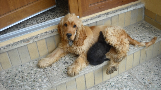 Nerozluční priatelia