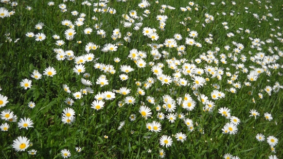 Margaretky na lúke