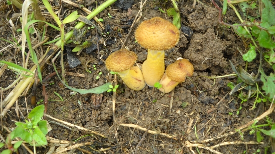 Jesenné huby v lete