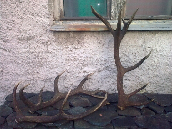 z rannej prechádzky