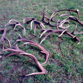 začiatok sezóny 2011