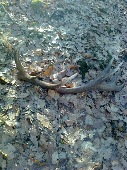 14-torák a skoro 4kg