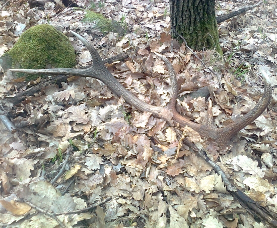 ďaľší do zbierky