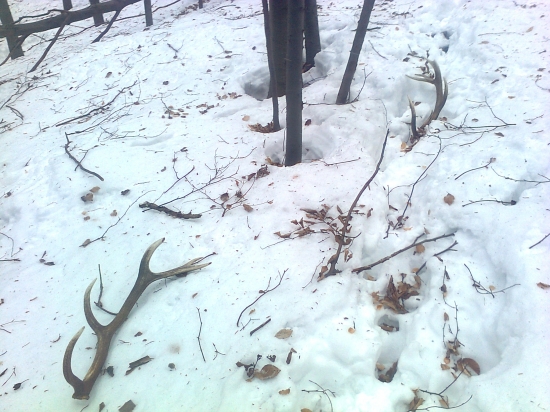 radosť veliká...našiel som si párika