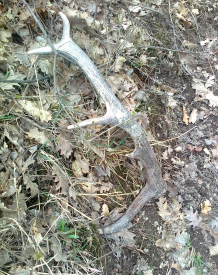 ďaľší do zbierky