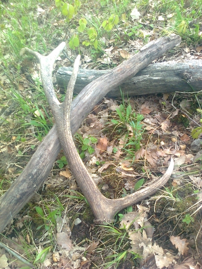 z rannej prechádzky