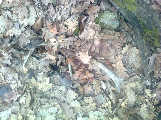 po dlhej vychádzke,hľa...aký krásavec