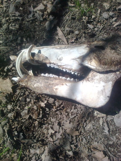 aj takéto niečo poteší...dĺžka klov 25,5cm