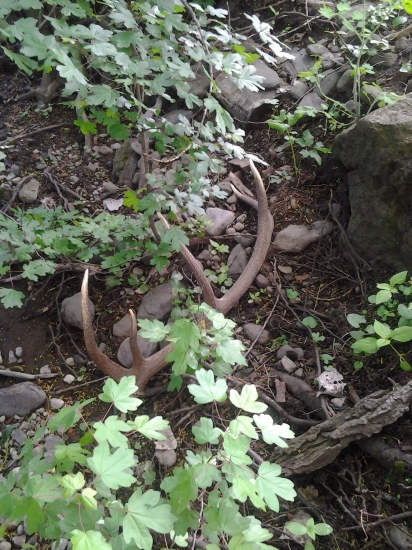 z dnešnej prechádzky