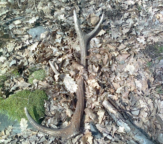 ešte sa zadarilo :-)