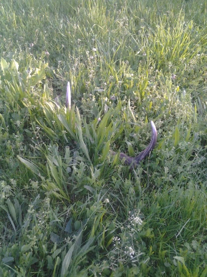 dnešný lúčny 6-toráčik