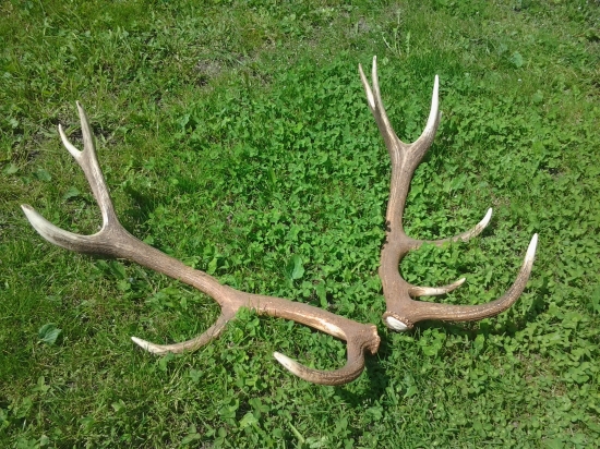 pára mladého 12-toráka