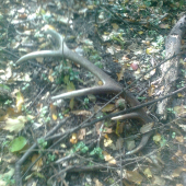 nedeľná prechádzka