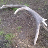 dnešný...na chodníku