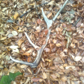 dnešný 10-toráčik