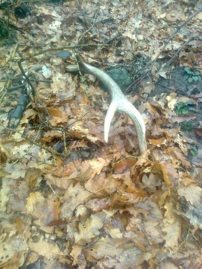 dnešný 8-toráčik