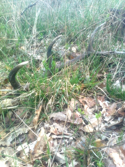 konečne sa zadarilo:-)