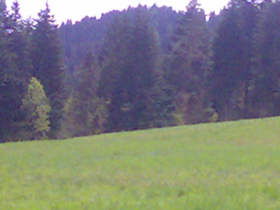 pastvina