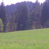 pastvina