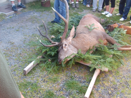 den sväteho huberta - jelen