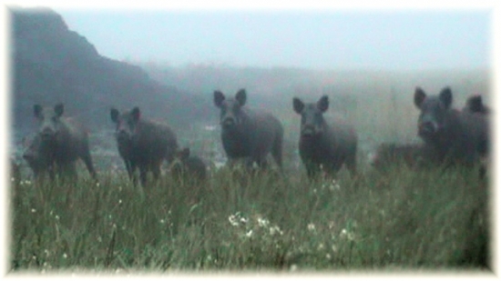 Išli si oči vyočiť