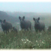 Išli si oči vyočiť