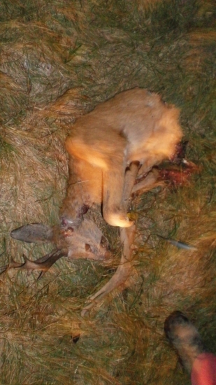 Keď maťe v revire vlkov