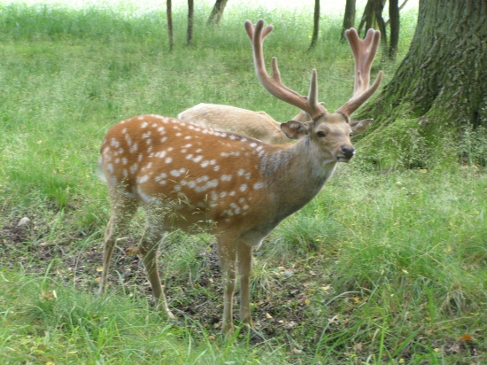 sika dybovského