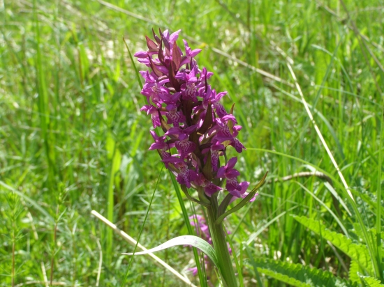 Dactylorhiza incarnata