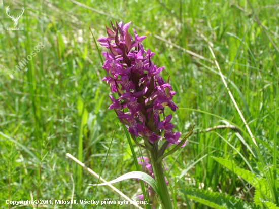 Dactylorhiza incarnata