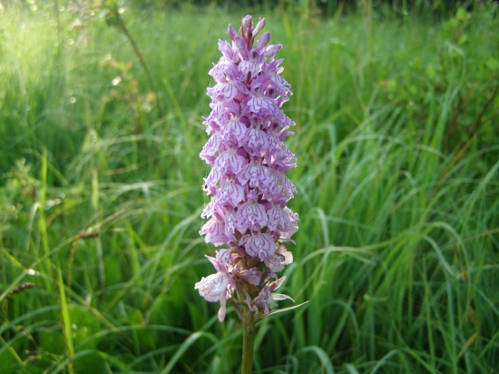 Dactylorhiza fuchsii