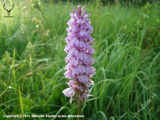 Dactylorhiza fuchsii