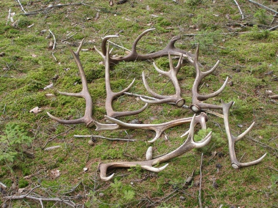 Dnes se zadařilo,8 z toho 2 páry