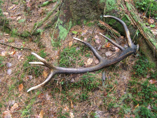 loňský, ale zachovalý