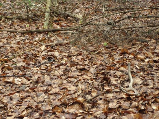 škoda, že nebyli do páru