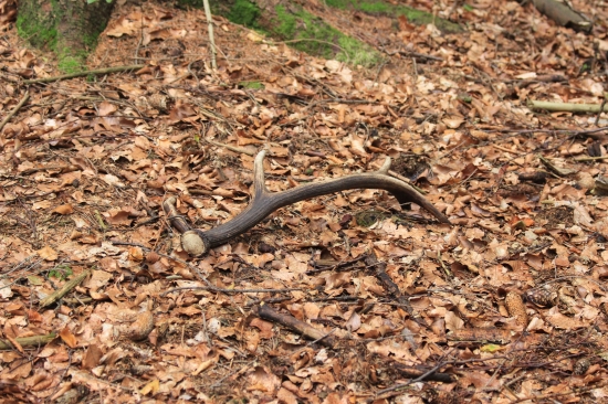 další kousek doma :)