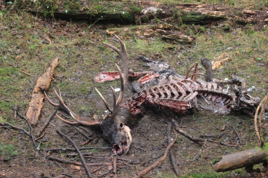 smutný nález, je ho škoda