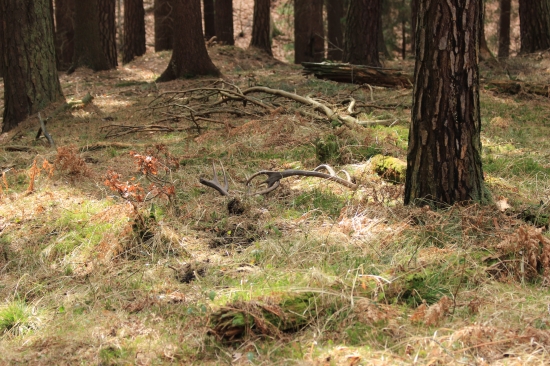 takto jsem je našel, letos první čerstvé