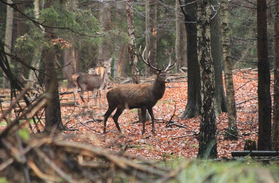 minulý majitel shozu z ID 231238