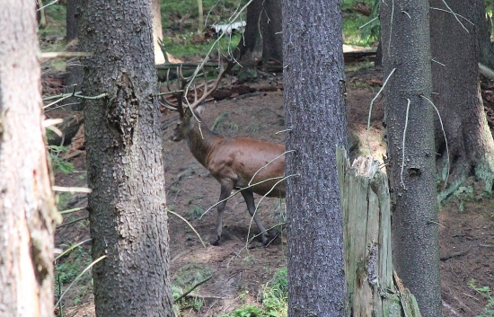 shozy tohoto jelena pod ID 230964 a 231087