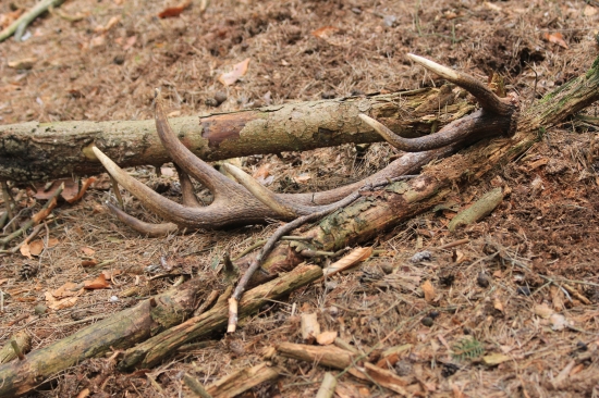 ještě jeden z těch větších