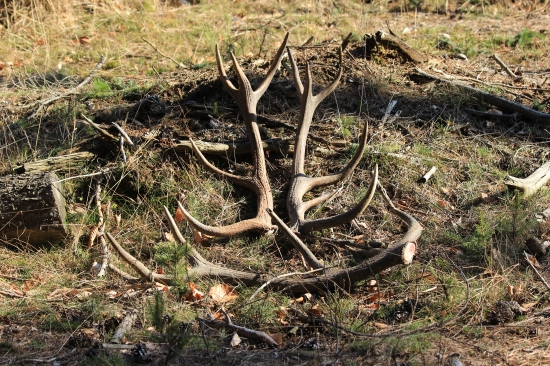 tak se také pochlubím dnešním nálezem