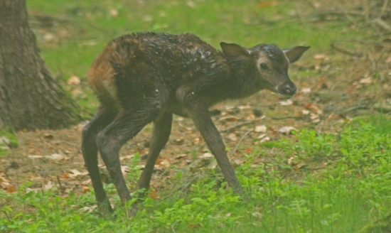 kolouch chvilku po narození